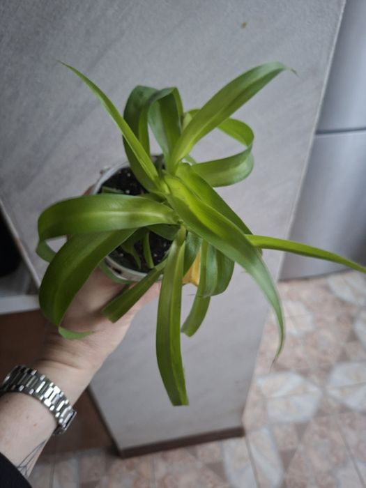 Хлорофітум Боні Грін