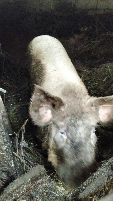 Vende-se varrasco ( porco inteiro)