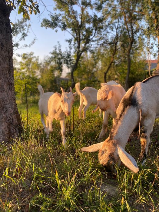 Продаються кози та козенята