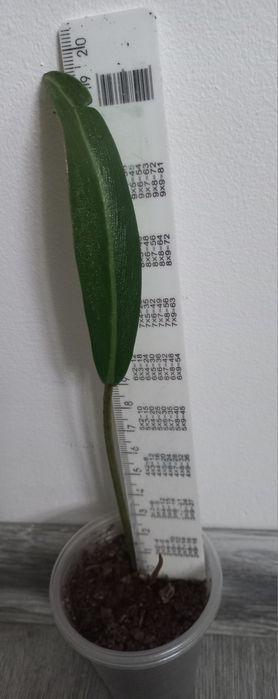 Филодендрон Pig Skin  довгий лист