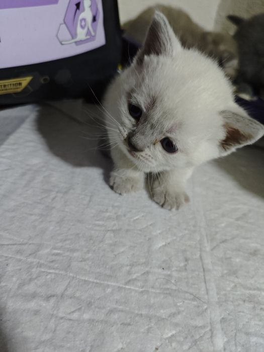 Шотландські  кошенята на бронювання
