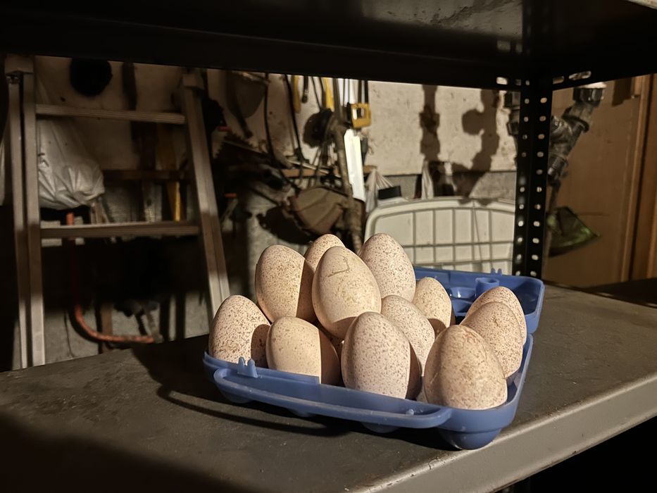 Ovos de perua para chocar