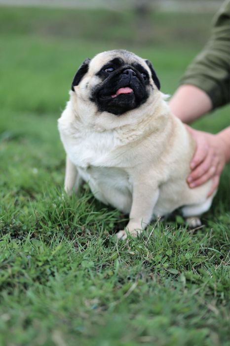 Девочка 4.5 года.