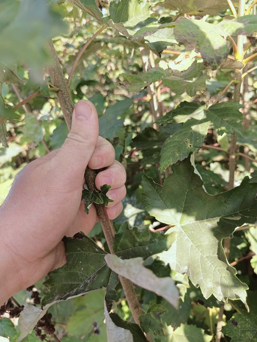 Klon jawor 160cm - 180 cm.