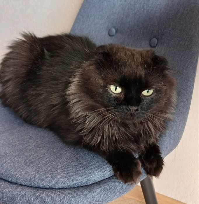 Кот молодой вислоухий шотландец кіт висловухий