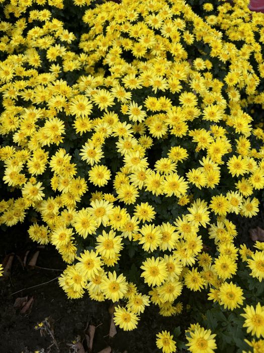 Хризантемы мультифлора