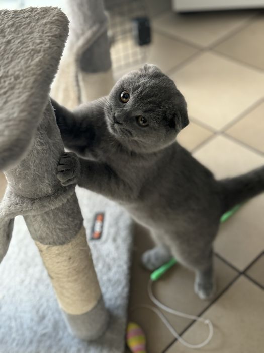 Hotel dla kotów "Koci Kącik", nocleg dla kotów Będzin