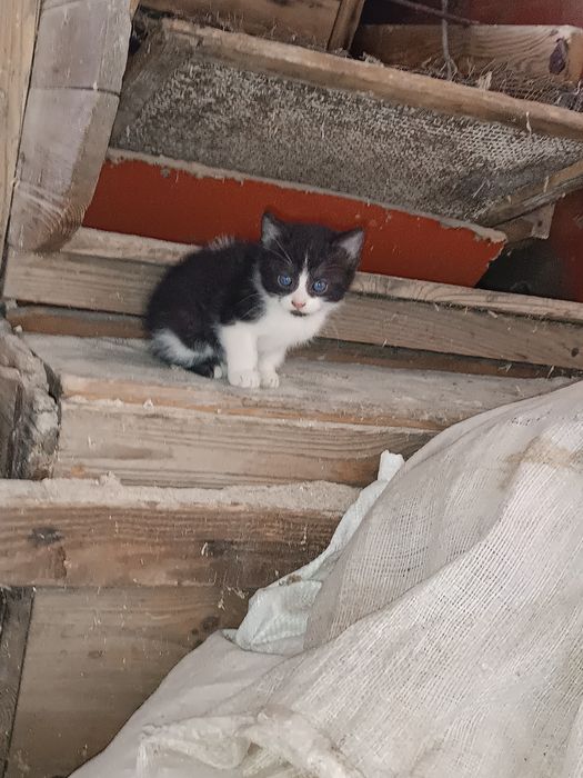 Oddam za darmo kotkę