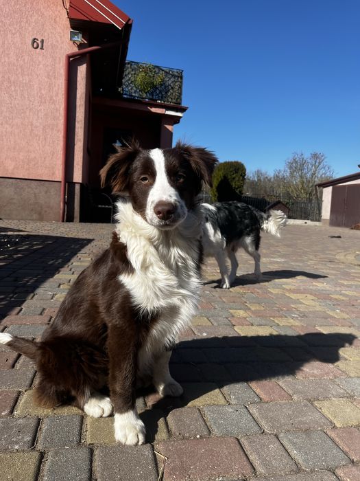 Border collie suczka