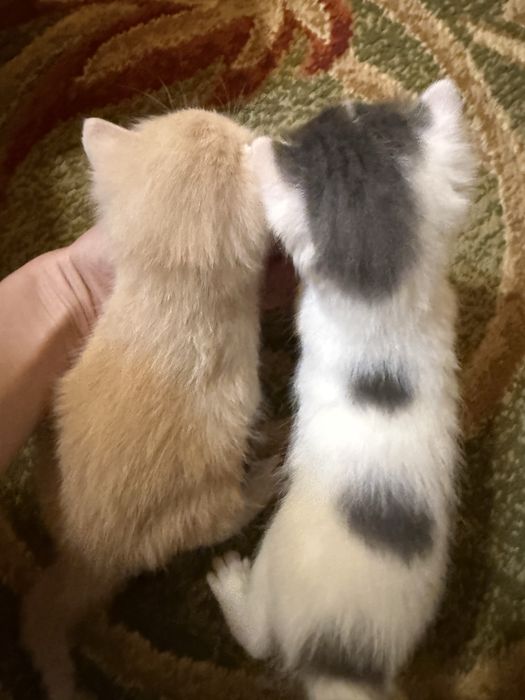 Котенятка миленькі
