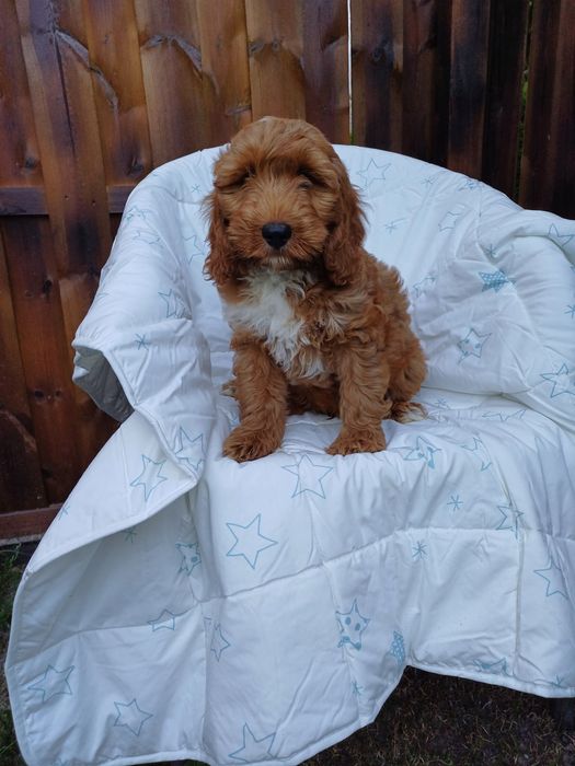 Cockapoo hybryda F1 piesek