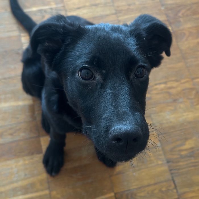 Терміново! Цуценя метис - 9 місяців