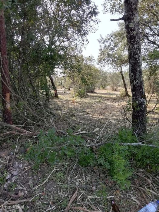 Terreno Rústico com 4.448,57 m² – Pinhal e Mato – 20.000€ Vergadinhas,