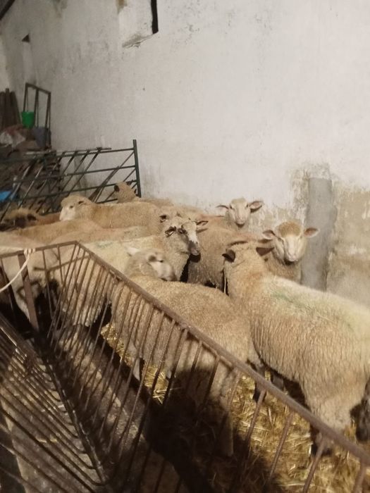 Vendo.  borregas
