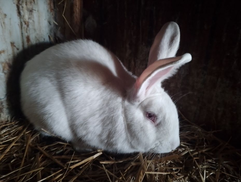 Samiec termondzki biały