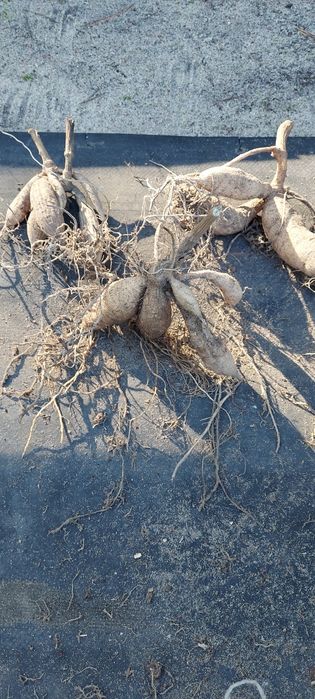 Dalia kaktusowa,  biała