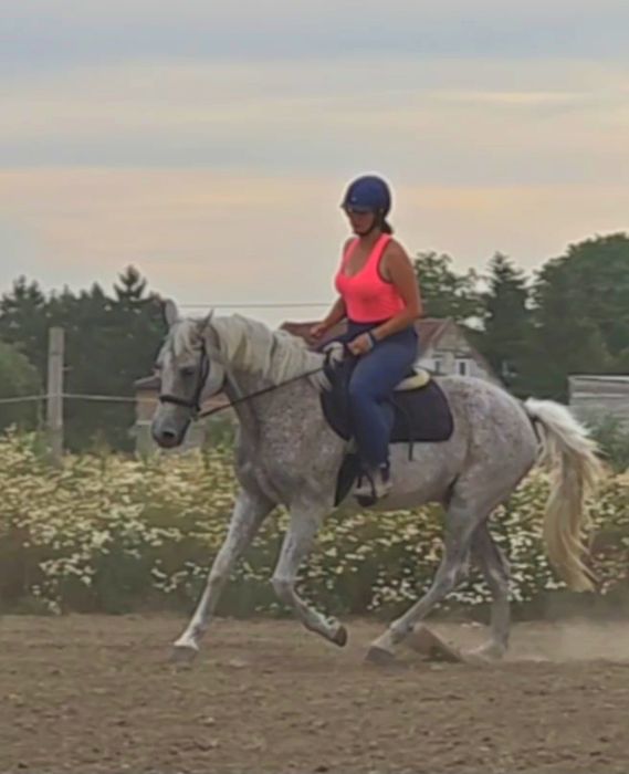 Klacz małopolska 2010 rocznik