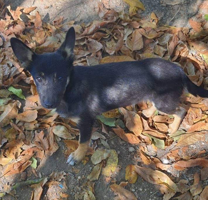 Отдам даром в добрые руки собачку метис болонки и корги