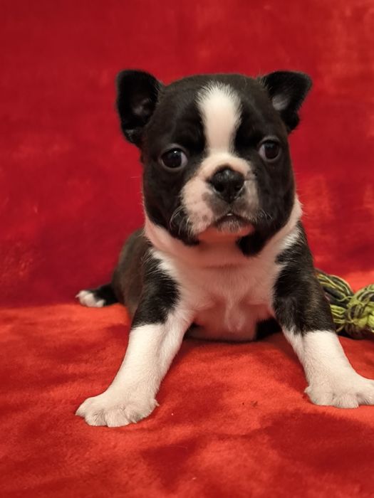 Boston Terrier śliczna suczka ZKwP/FCI