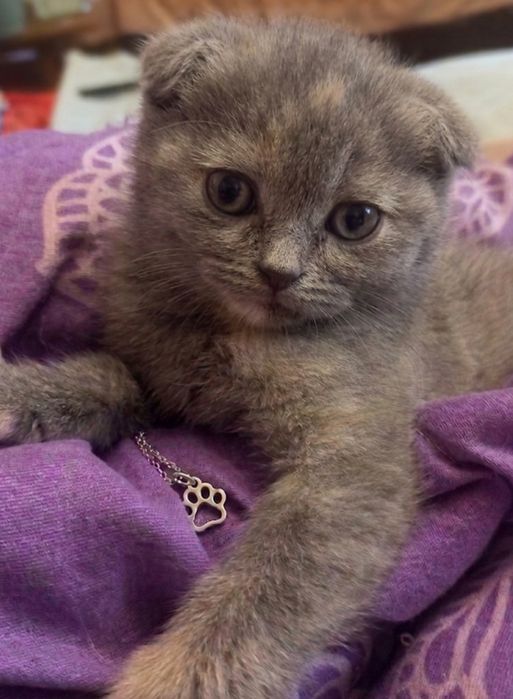 Шотландські кошенята