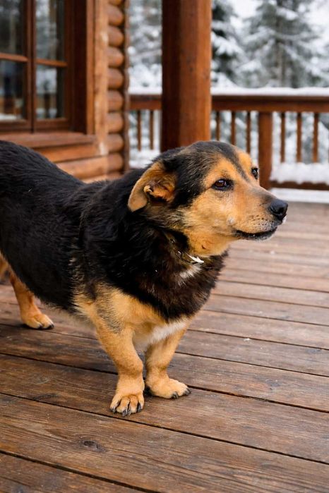 KUBA - około 11 letni pies