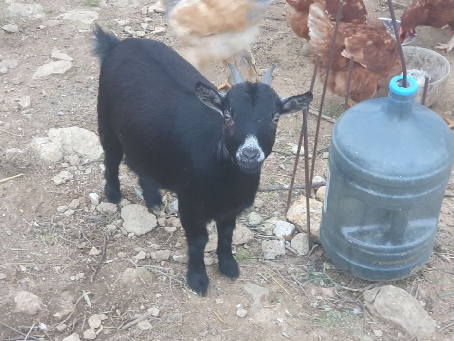 cabras anãs 12 meses