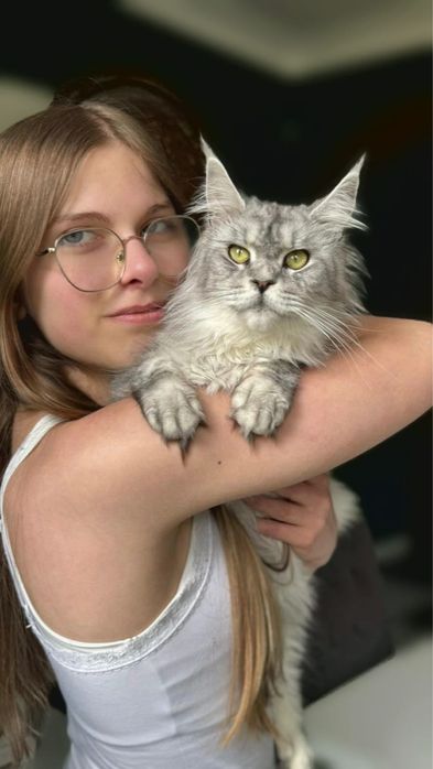 Maine Coon pręgowana dziewczynka GOOD AFTERNOON | rodowód FPL