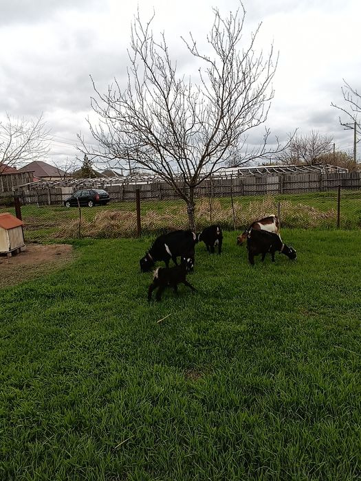 Продам Молодых Коз, а также Козлят