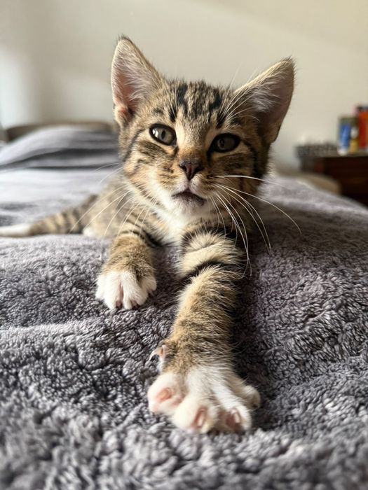 Kocurek do adopcji