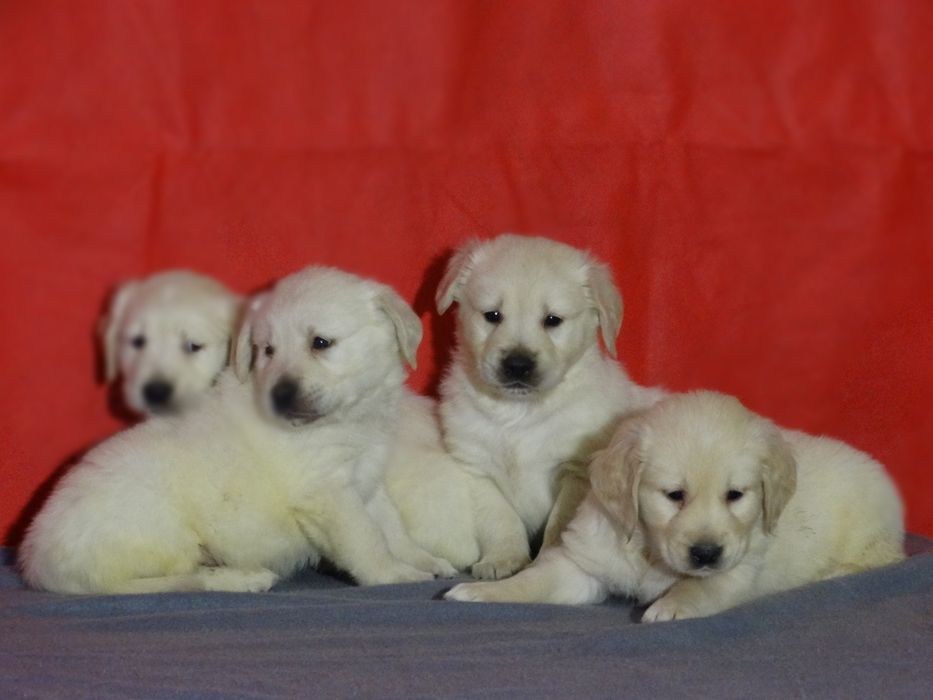 Golden retriever piesek jasno złoty