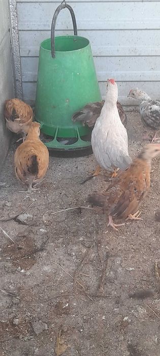 Aves de capoeira
