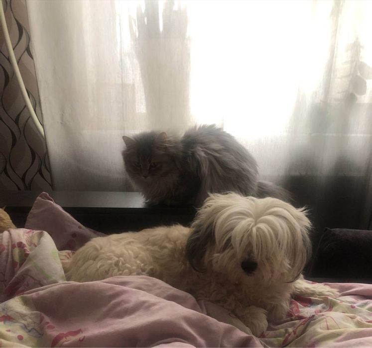 Отдам собаку в хорошие руки