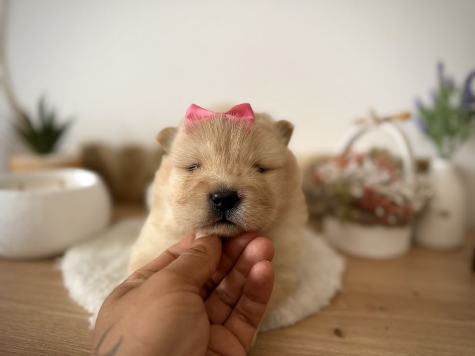 Menina chow chow fofinha