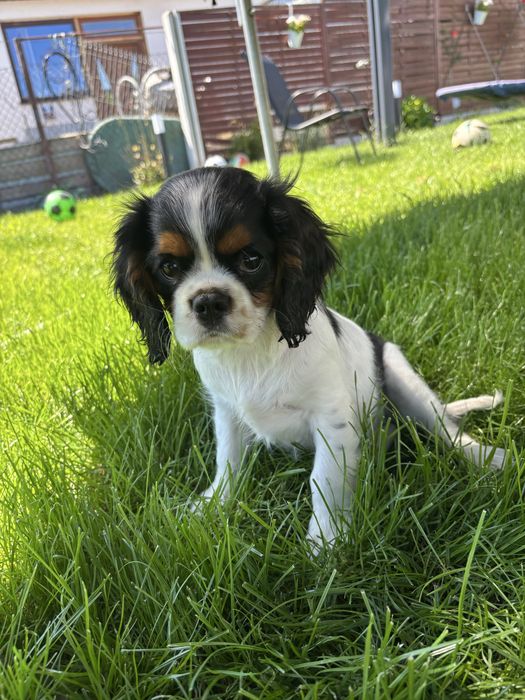 cavalier king charles spaniel