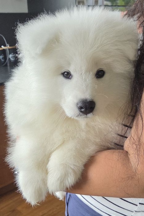 Samojed / Samoyed piesek