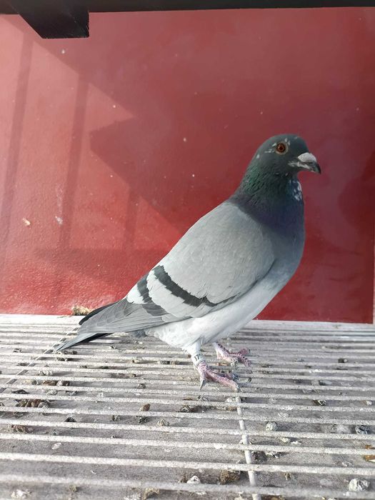 Sprzedam gołębie pocztowe po org. Puttmann.