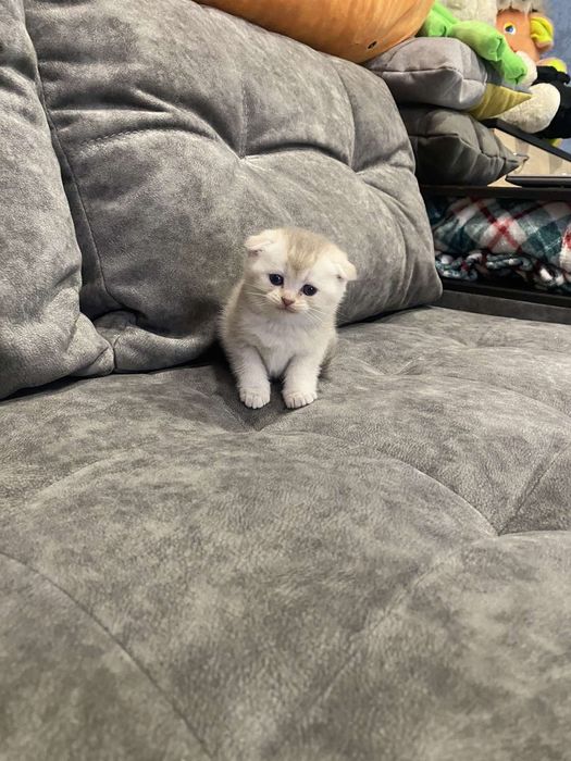 Шотландські котята