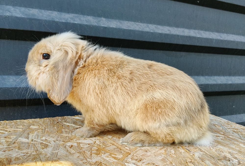 Królik Dorosły Samiec MINI LOP Baran Francuski