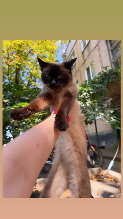 Отдам сиамскую кошку