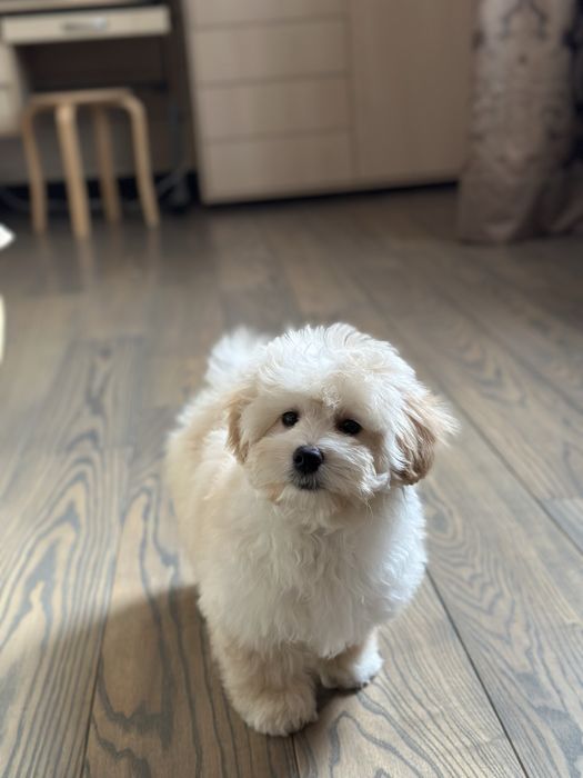 Мальтипу ф1 мини  3 месяца Кремового окраса (слоновая кость)