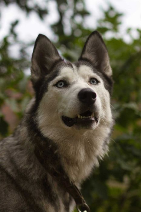 Nessi haszczy wulkan energii szuka aktywnego opiekuna - suczka husky adopcja