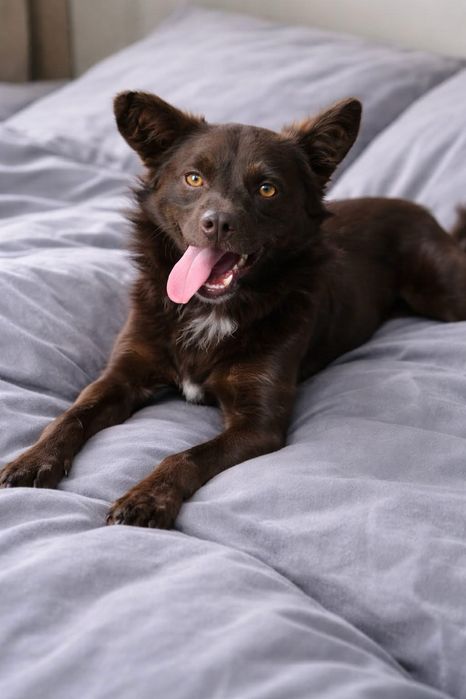 Psy do adopcji małopolska i okolice