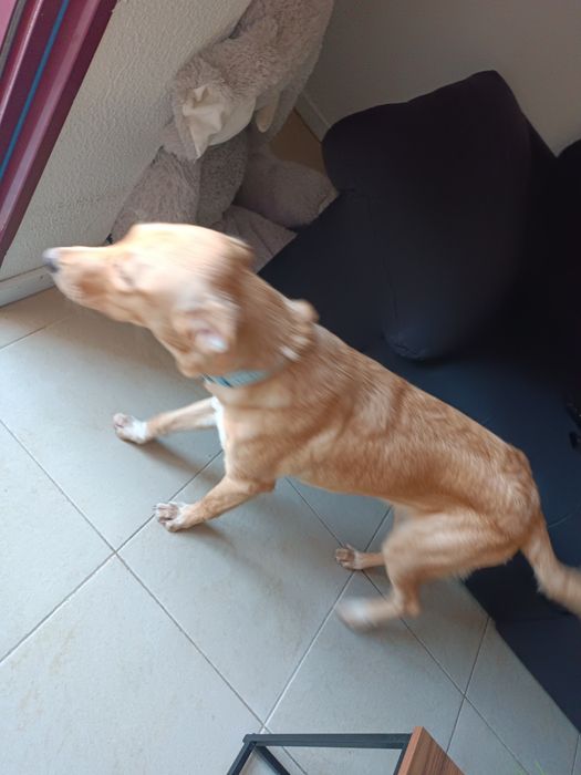Cão raçado de golden
