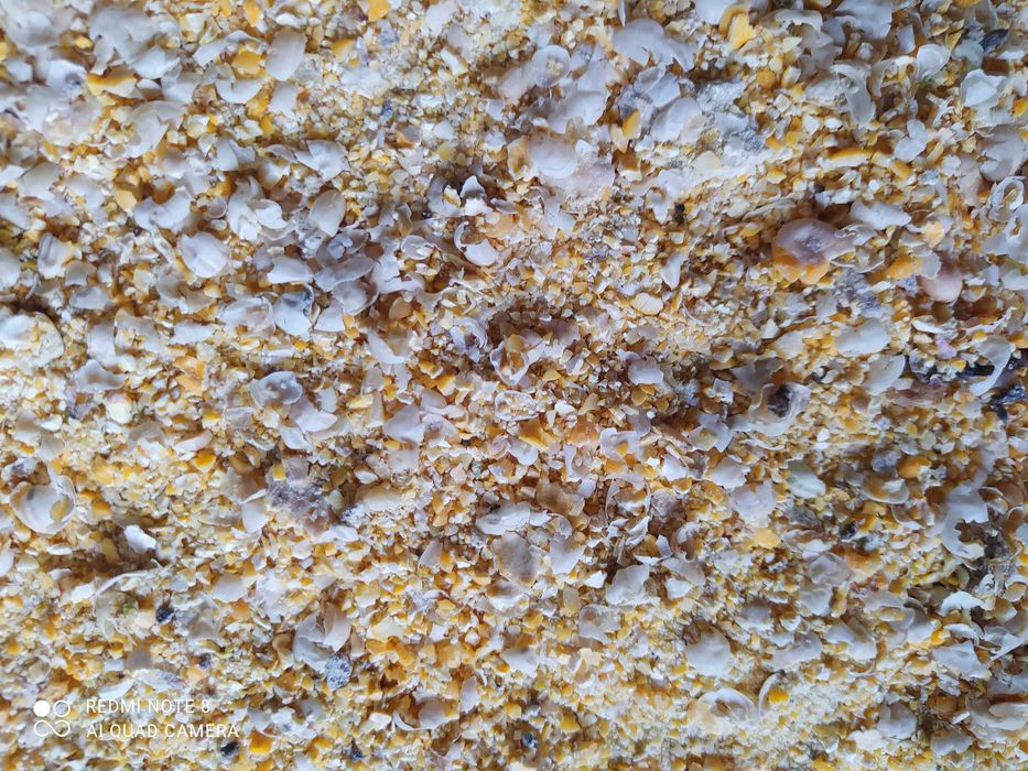 Groch gnieciony paszowy