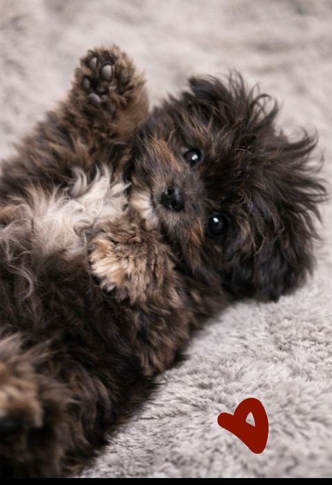 Диво в кучерях. маЛьТіПу