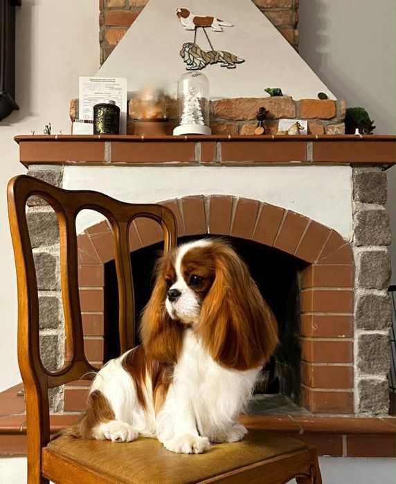 **Cavalier King Charles Spaniel** ZKwP FCI
