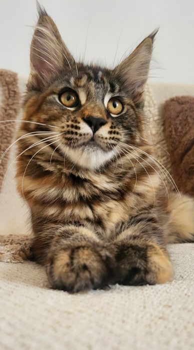 Koteczka maine coon