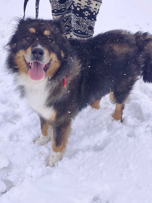 Irka mix berneński pies pasterski, szuka domu
