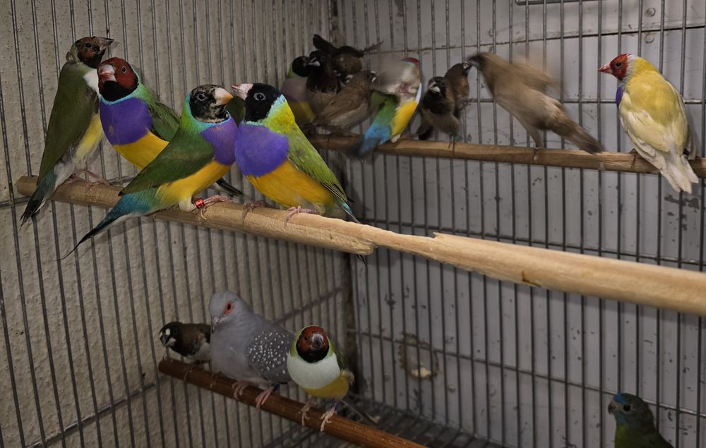 Diamantes gold aves lindas