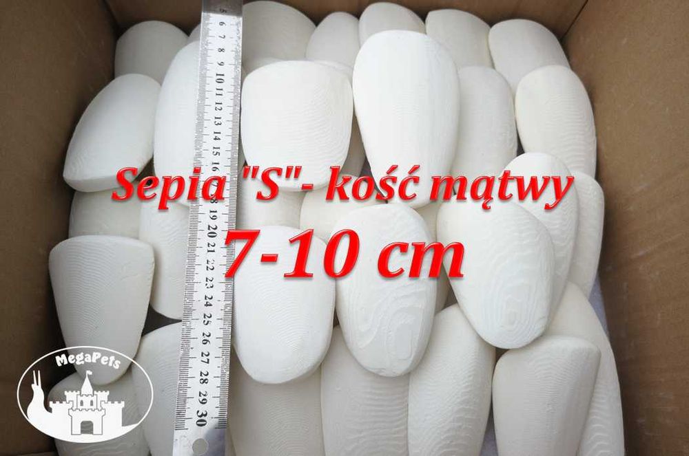 Sepia - kość mątwy. Ślimaki Achatina, Lissachatina